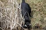 LABRADOR 839